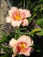 Лілійник "Світ Шуга Кенді" (Hemerocallis "Sweet Sugar Candy") - 3