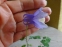 Орлики віяловидні "Міні-Стар" (Aquilegia flabellata "Міні-Star") - 1
