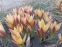 Крокус золотистий "Едванс" (Crocus chrysanthus "Advance") - 2