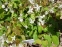 Горянка пишна "Нівеум" (Epimedium x youngianum "Niveum") - 9
