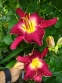 Лілійник "Франсіс оф Ассіс" (Hemerocallis "Francis of Assisi") - 1