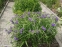 Традесканція віргінська (Tradescantia virginiana) - 2