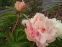 Півонія "Тріфена Паркін" (Paeonia "Triphena Parkin") - 8