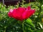 Півонія "Америка" (Paeonia "America") - 6