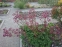 Астранція велика "Ред Джойс" (Astrantia major "Red Joyce")  - 9
