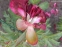 Півонія "Аристократ" (Paeonia "Aristocrat") - 6