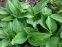 Хоста "Стриптиз" (Hosta "Striptease") - 8