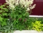 Гірчак мінливий (Persicaria polymorpha) - 2