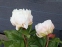 Півонія "Грінленд" (Paeonia "Greenland") - 3