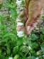 Дзвоники кіньськочасниколисті (Campanula alliariifolia) - 1