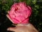 Півонія "Корал Шарм" (Paeonia "Coral Charm") - 8