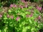 Герань великокореневищна, або Журавець великокореневищний (Geranium macrorrhizum) - 1