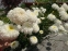 Королиця "Фіона Когхілл" (Leucanthemum x superbum "Fiona Coghill") - 6