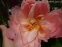 Півонія "Фейсфул Дрім" (Paeonia "Faithful Dream") - 5