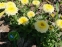 Королиця "Луна" (Leucanthemum x superbum "Luna") - 2