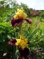 Півники бородаті "Болд Інкаунтер" (Iris "Bold Encounter") - 5