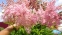 Гадючник червоний "Венуста Магніфік" (Filipendula rubra "Venusta Magnifica") - 1