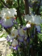Півники бородаті "Ріве" (Iris "Revere") - 2