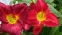 Лілійник "Джовіал" (Hemerocallis "Jovial") - 3
