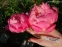 Півонія "Корал Шарм" (Paeonia "Coral Charm") - 2