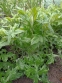 Головатень звичайний (Echinops ritro) - 4