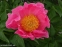 Півонія "Пінк Баблс" (Paeonia "Pink Bubbles") - 3