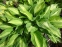 Хоста "Стриптиз" (Hosta "Striptease") - 7