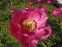 Півонія "Хонор" (Paeonia "Honor") - 2