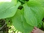 Хоста "Спілт Мілк" (Hosta "Spilt Milk") - 2