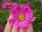 Анемона японська "Паміна" (Anemone japonica "Pamina") - 3
