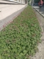 Герань великокореневищна, або Журавець великокореневищний (Geranium macrorrhizum) - 3