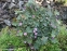 Герань "Окней Черрі" (Geranium "Orkney Cherry") - 1
