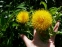 Волошка великоголова (Centaurea macrocephala) - 1