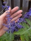 Перовскія лебедолиста "Блю Спайр" (Perovskia atriplicifolia "Blue Spire") - 1