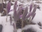 Крокус Томмазіні "Росеус" (Crocus tommasinianus "Roseus") - 4
