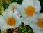 Півонія "Крінклед Уайт" (Paeonia "Krinkled White") - 2