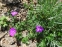 Герань криваво-червона "Компакта" (Geranium sanguineum "Compactum") - 1