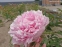 Півонія "Сара Бернар" (Paeonia "Sarah Bernhardt") - 5