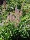 Веронікаструм віргінський (Veronicastrum virginica) - 4