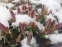 Крокус золотистий "Едванс" (Crocus chrysanthus "Advance") - 5