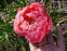 Півонія "Корал Шарм" (Paeonia "Coral Charm") - 4