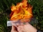 Лілійник "Тускавілла Тігріс" (Hemerocallis "Tuscawilla Tigress") - 5