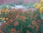 Геленіум "Тай Дай" (Helenium "Tie Dye") - 1