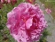 Півонія "Зе Фон" (Paeonia "The Fawn") - 4