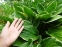 Хоста Форчуна вар. Ауреомаргіната (Hosta fortunei var. aureomarginata) - 2