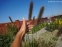 Пенісетум лисохвостий (Pennisetum alopecuroides) - 2