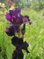 Півники бородаті "Суперстішн" (Iris "Superstition") - 1