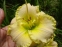 Лілійник "Фест Найт" (Hemerocallis "First Knight") - 3