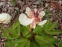 Півонія "Балерина" (Paeonia "Ballerina") - 15