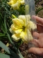 Лілійник "Шнікель Фріц" (Hemerocallis "Schnickel Fritz") - 5